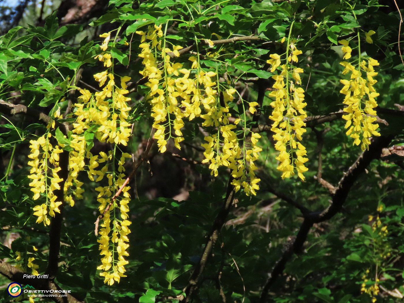 16 Laburnum anagyroides (Maggiociondoli).JPG